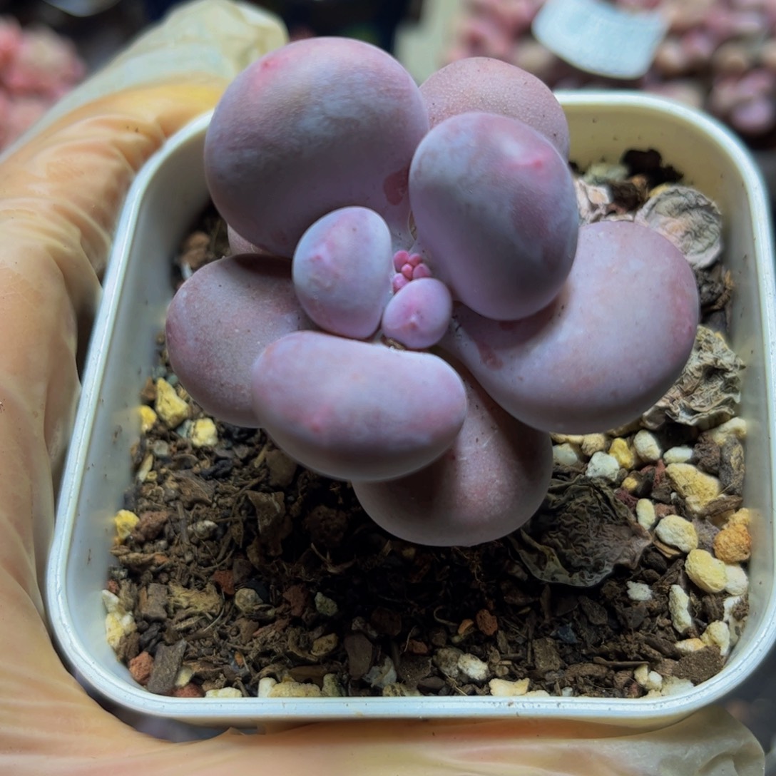 310蛋黄奶酪5厘米多肉