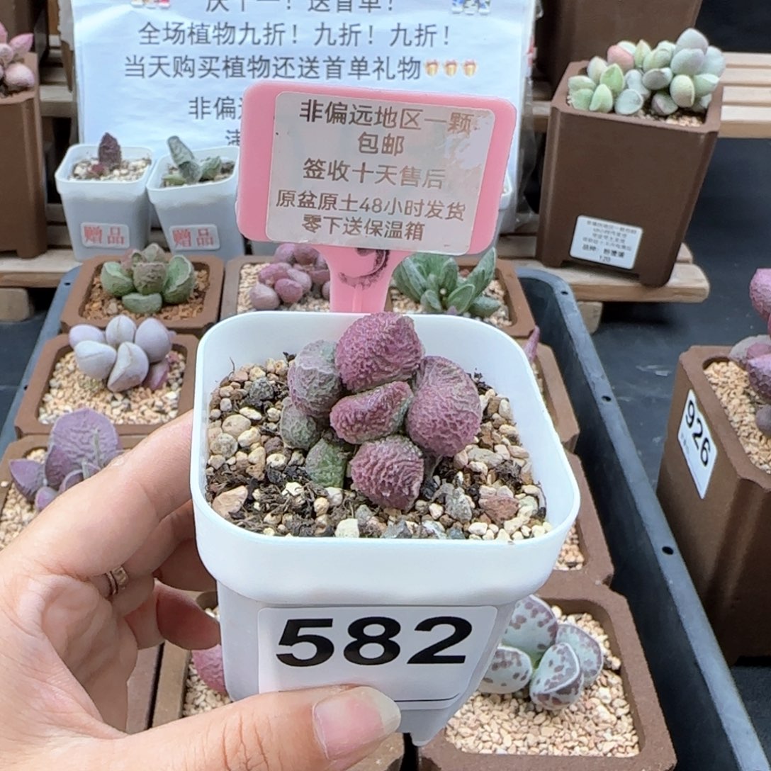 582巨猪宝多肉植物