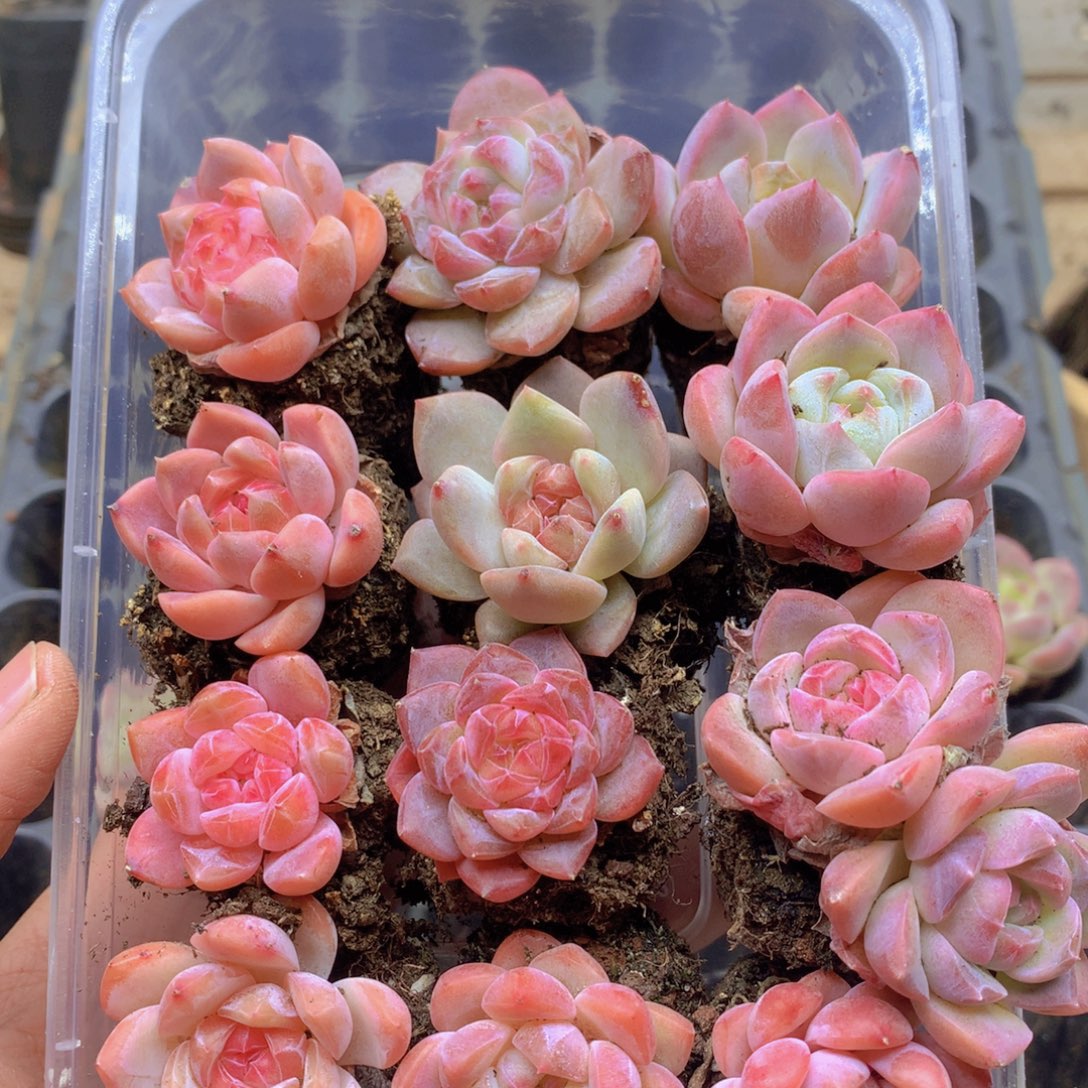 我要去看你了啊我039