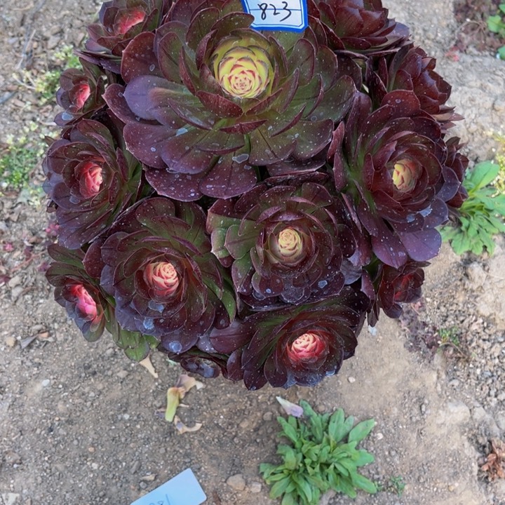 多肉植物老庄法师