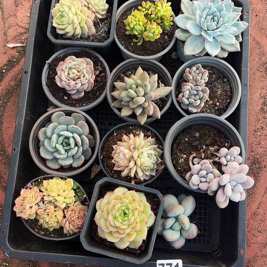 多肉植物宽拍771号