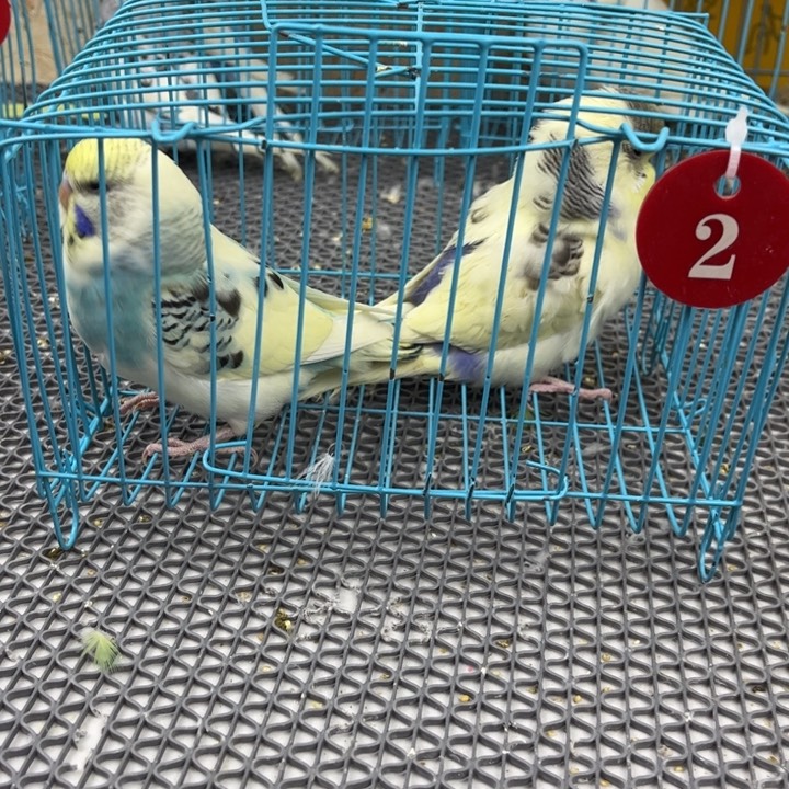 虎皮鹦鹉大头虎皮