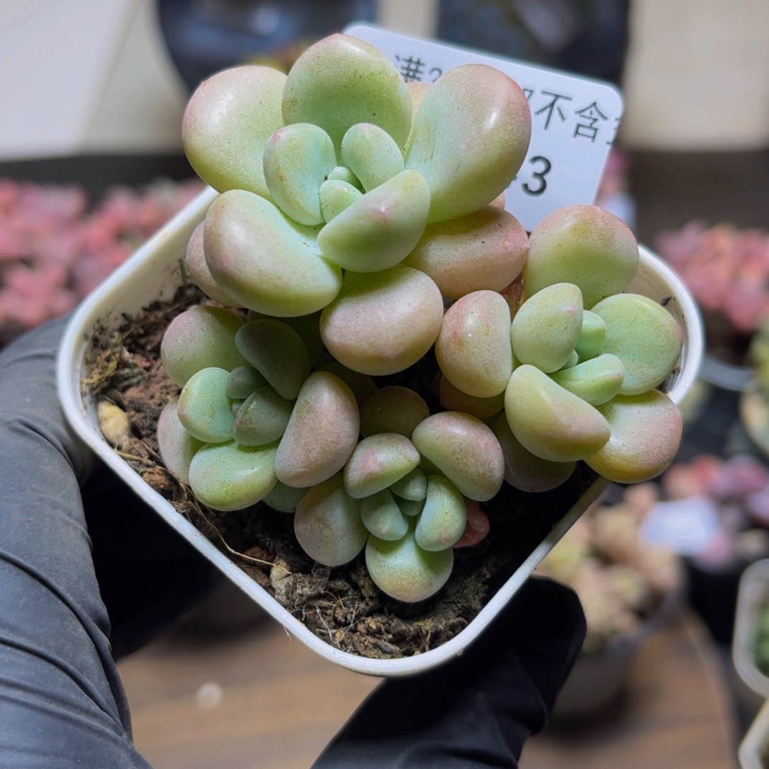 143萤火虫6厘米多肉植物