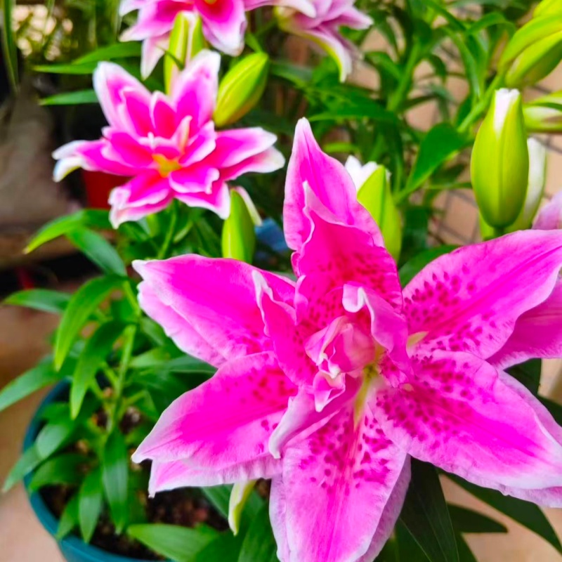 艾斯拉重瓣矮化种球盆栽云南基地直播耐热耐寒易养（明年开花）