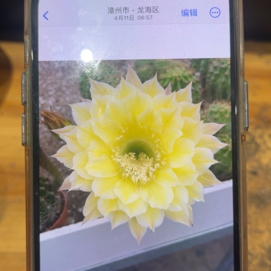 彩草黄白多头群生