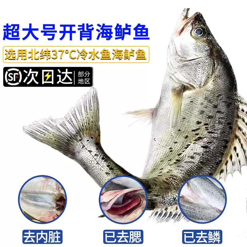 顺丰次日达【3/4条】【开背海鲈鱼】 海鲈鱼新鲜冷冻鲜活深海