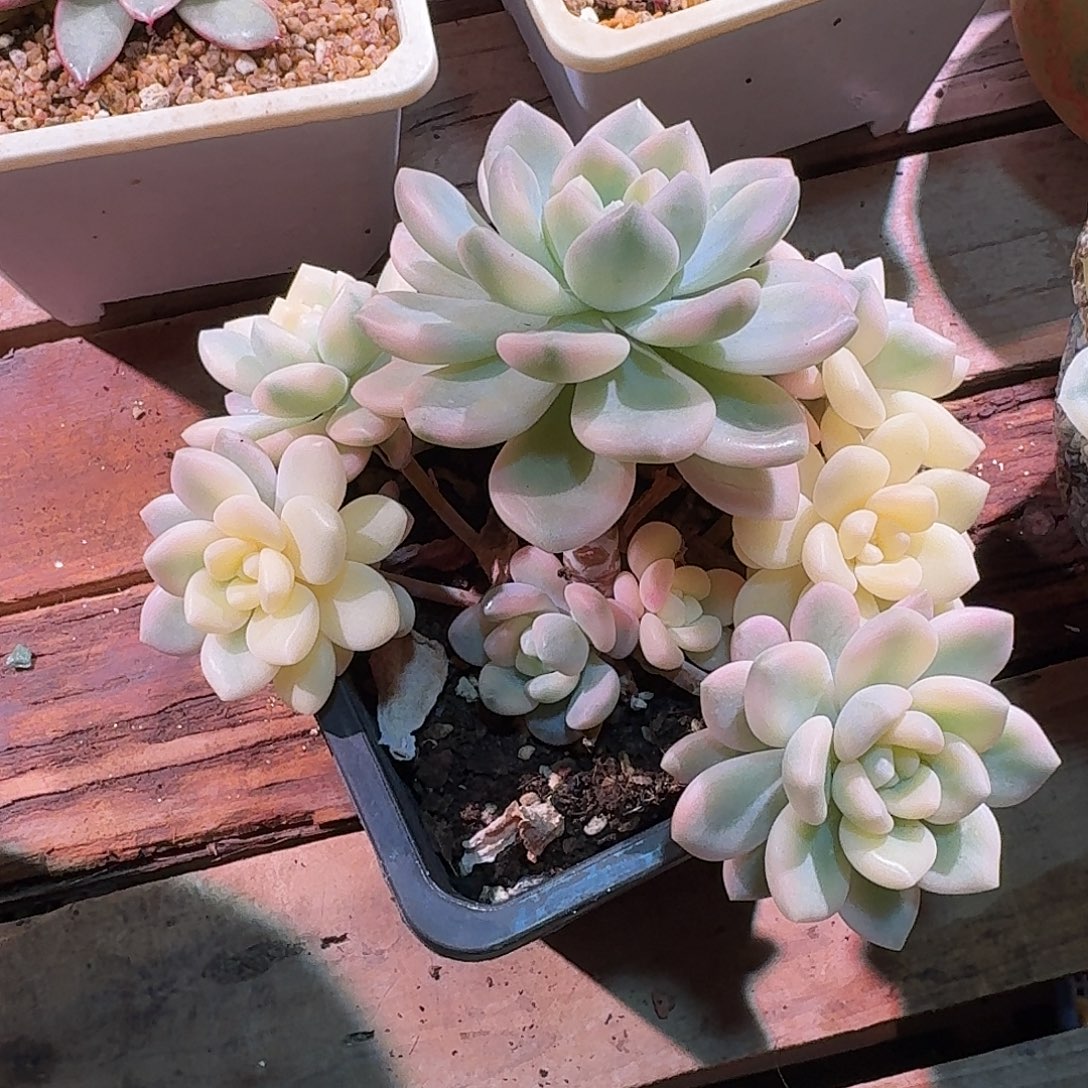 若桃锦多肉多肉多肉多肉多肉