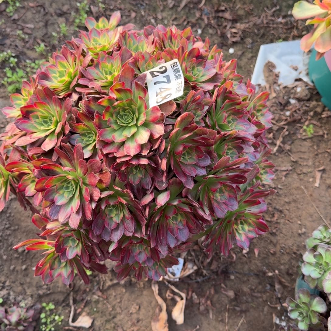 法师安娜2748 18-9