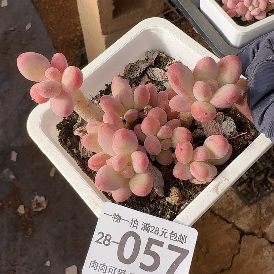 樱花奶多肉无盆土发货