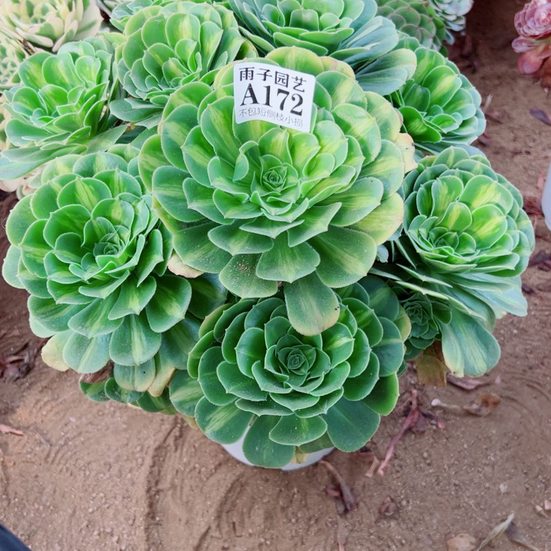 斯***涌172翡翠琉璃尺寸35左右