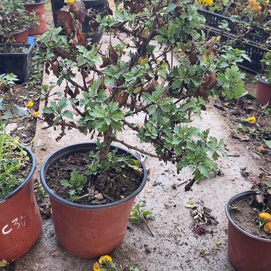 衲****完全开放盆景菊花