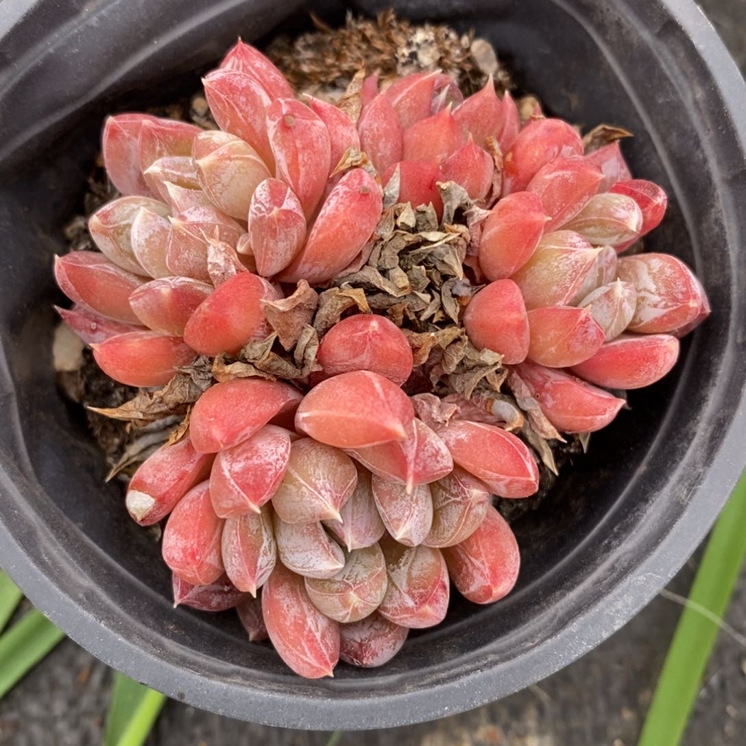 自助下单一物一拍多肉植物_可寄养