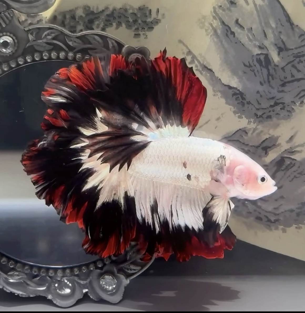 D18（409-432）泰国斗鱼活体精品观赏鱼活体（直播间选鱼）