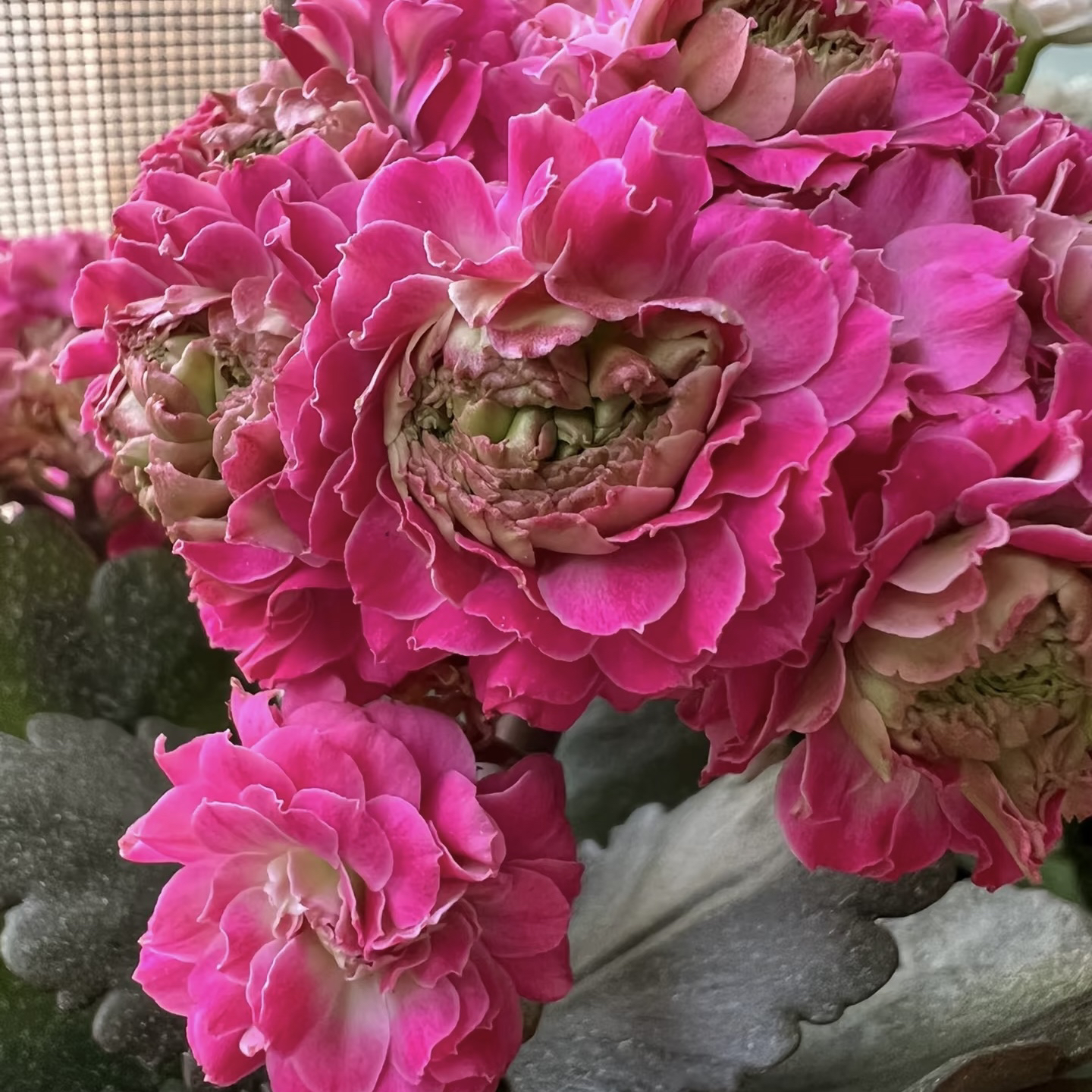 长相思：重瓣大花 花期长 颜色鲜艳 适合养老桩 阳台花卉