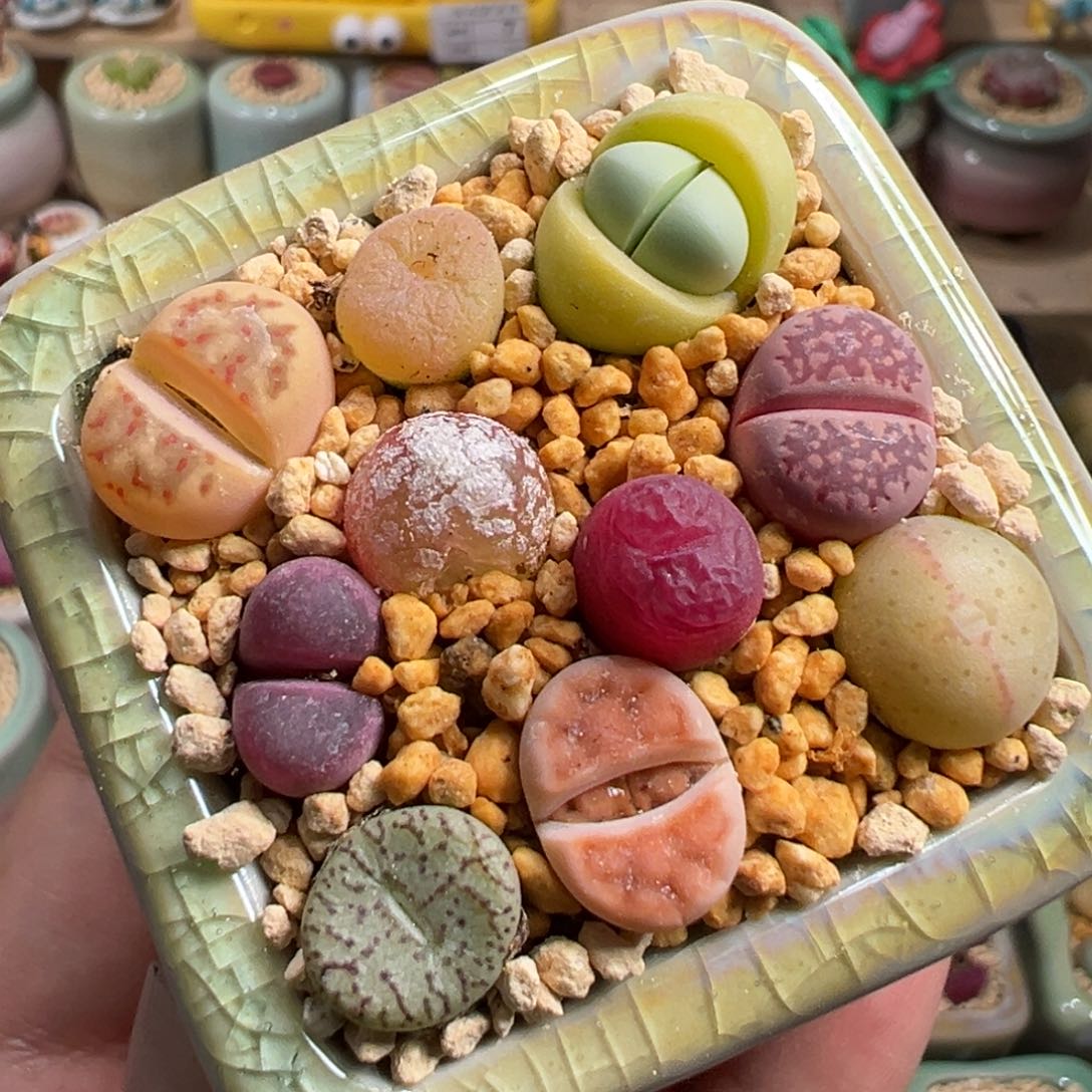 多肉植物11号彩色一盆