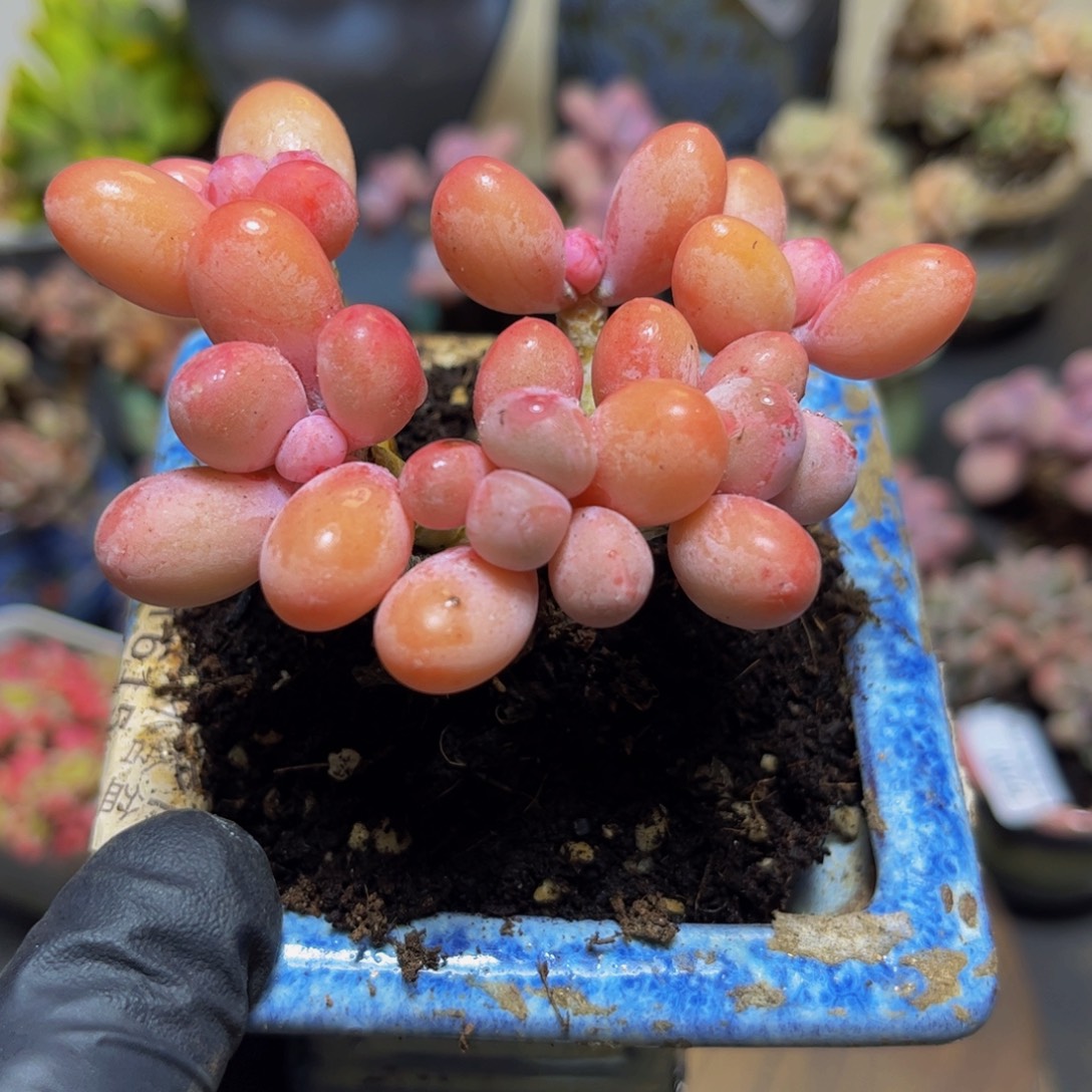 312黄金香水手指奶酪8厘米多肉