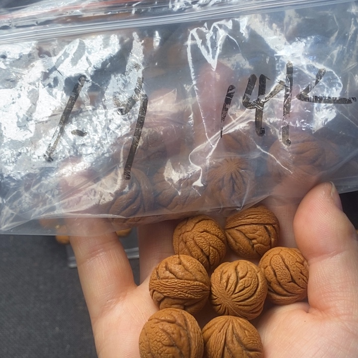 桃核吊坠秦岭山野生桃核