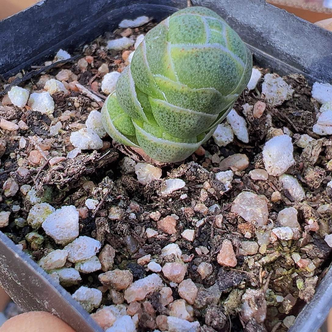 玉春19包邮多肉植物