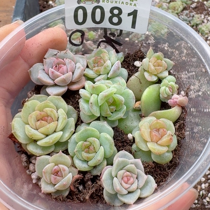 多肉植物多肉植物