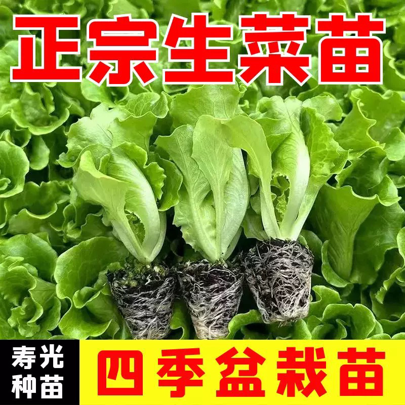 山东寿光苗场四季耐热奶油生菜苗带土秧苗易栽培阳台盆栽蔬菜