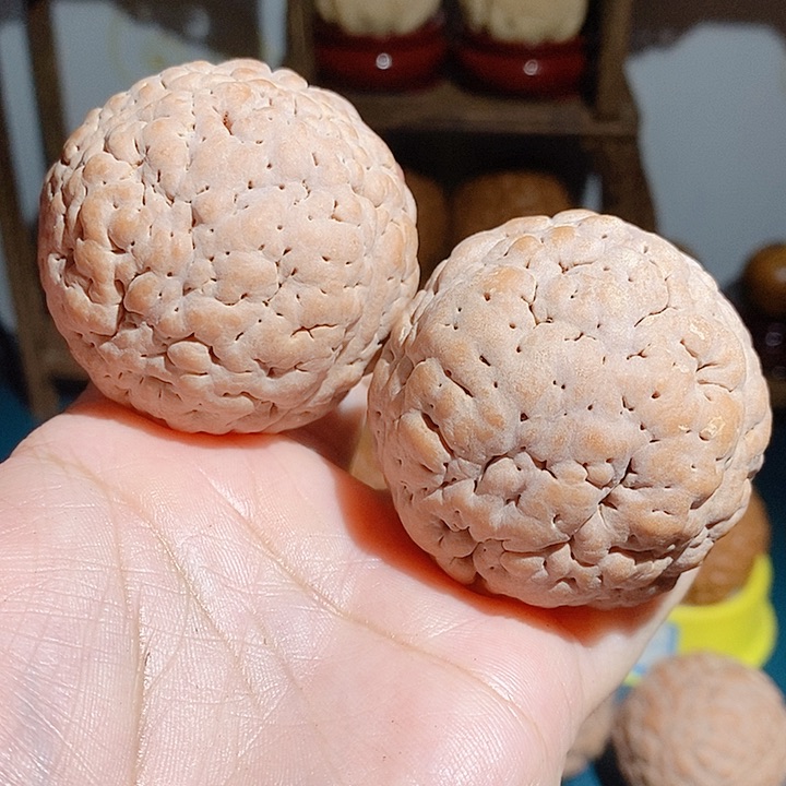 野生三瓣脑纹大金刚4850