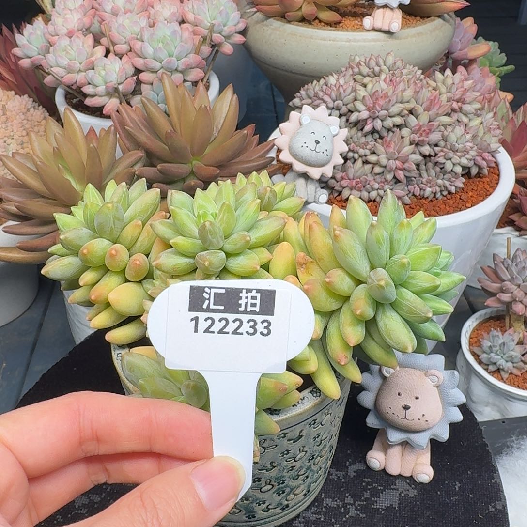 精品多肉植物122233