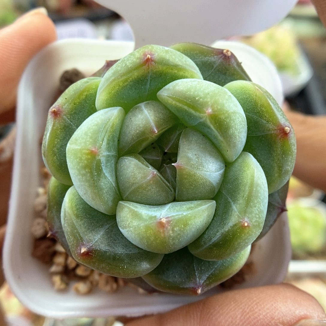 糖心珍妮可拍416号。