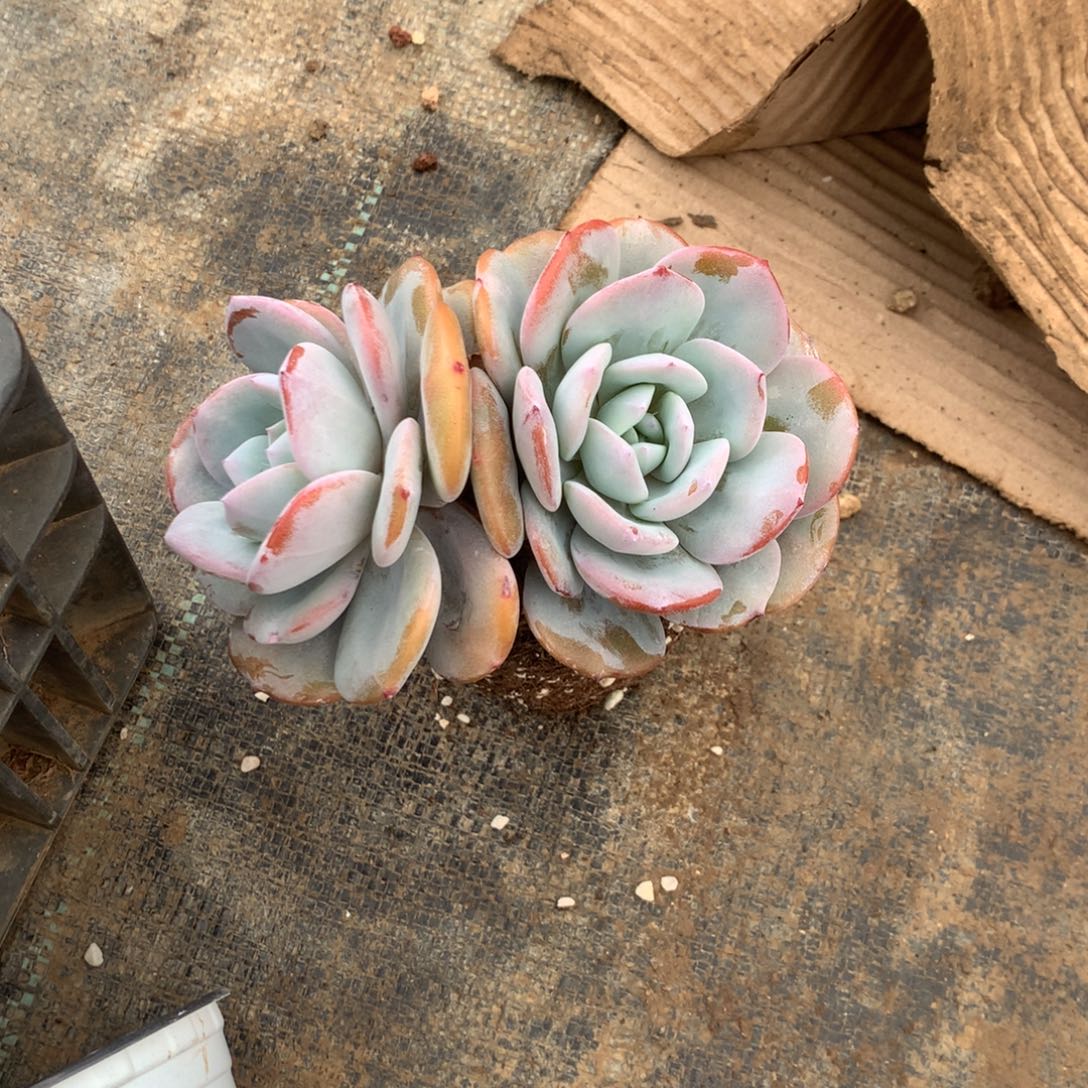 清政府也没有什么特别重要事件