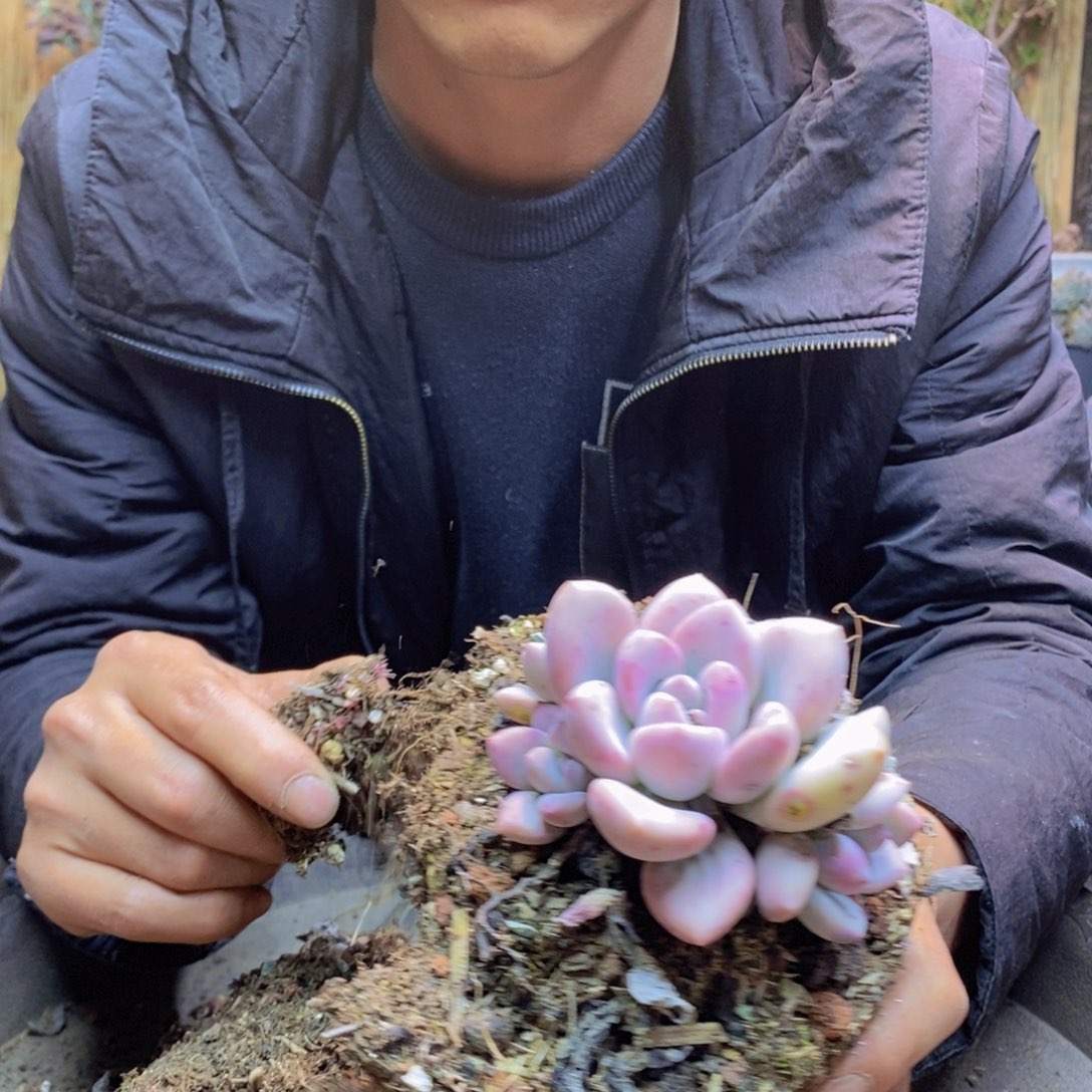 小***✨139号号奥普琳娜