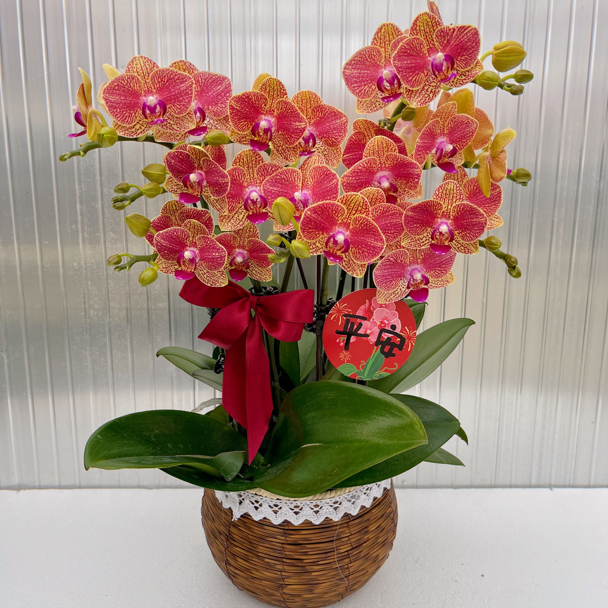 蝴蝶兰【元宝】花期巨长新手推荐好养耐养乔迁送礼广西基地直发