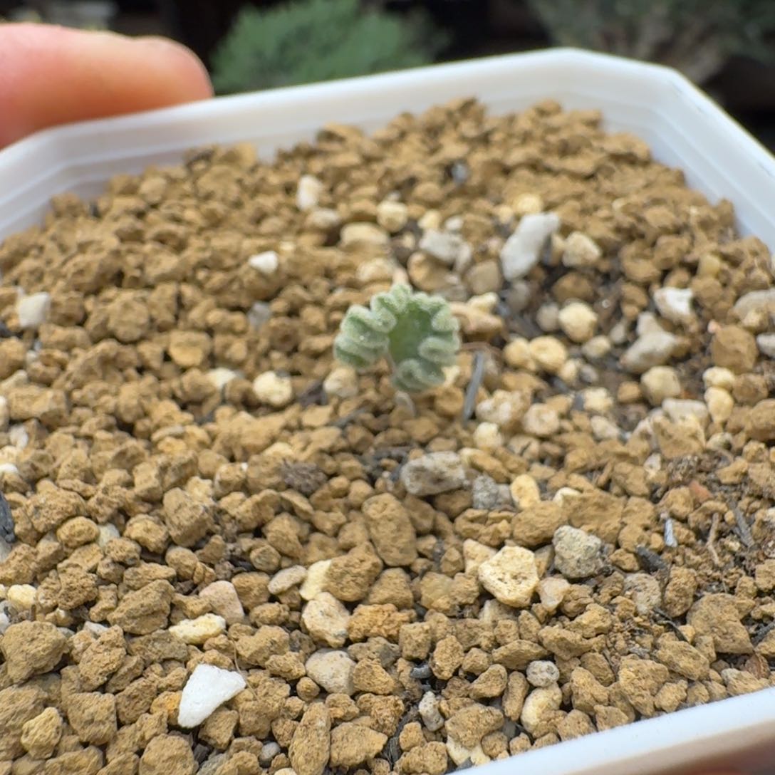 冰晶海带福利多肉。        