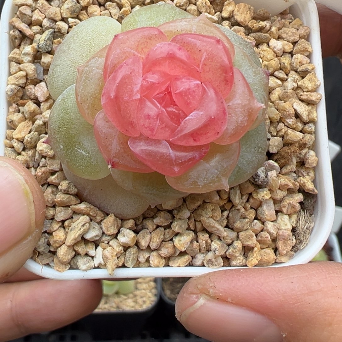 409号朗月晗雨多肉植物