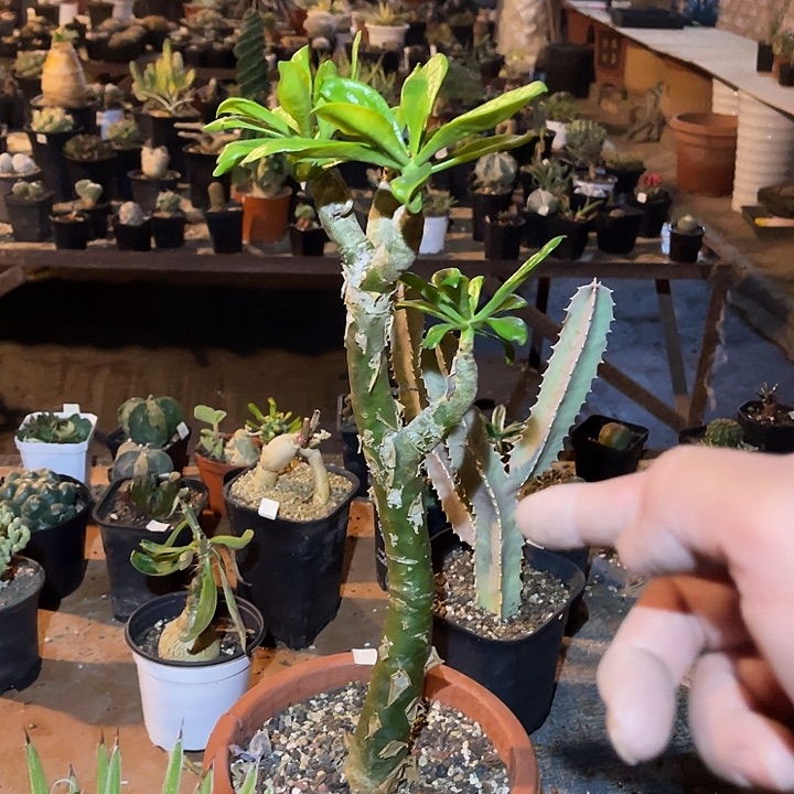 满38包邮2天凑单，脱土晾根发货多肉植物阿房宫