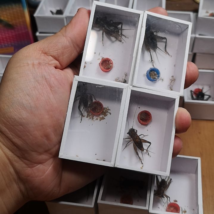 木*俩财头俩白虫包邮