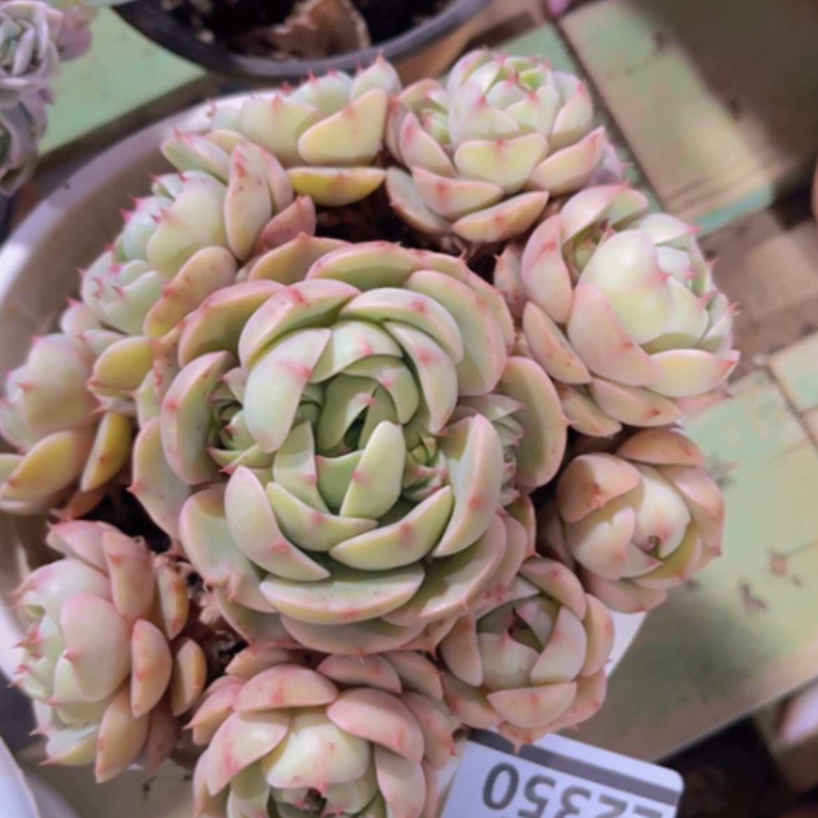 【闪购商品】笨吧22350