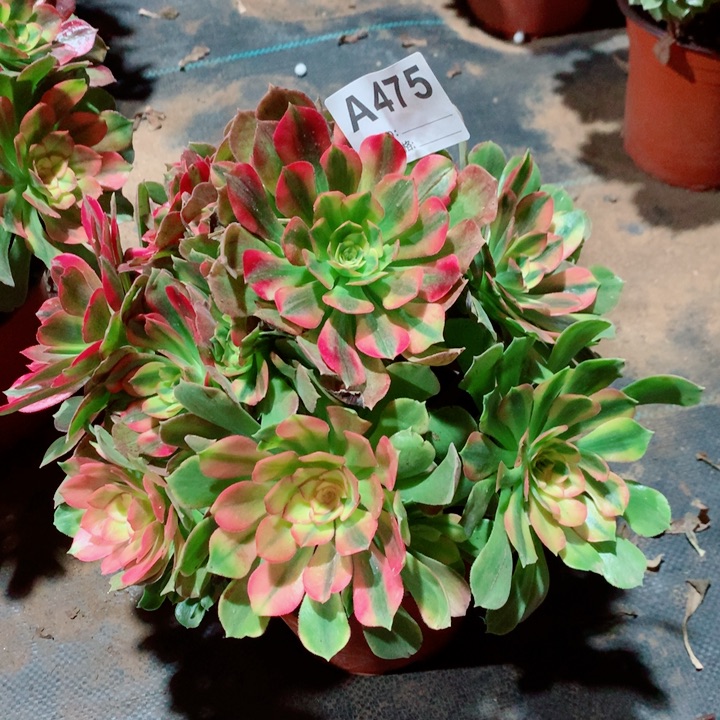 收***子雅典娜法师带断指475