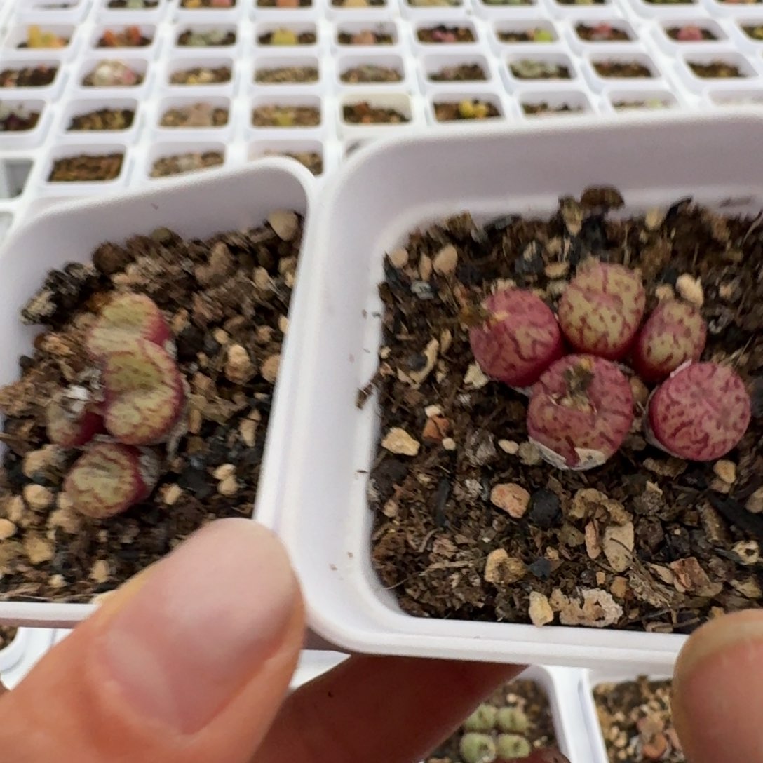 1157紫安贞两颗带盆08555