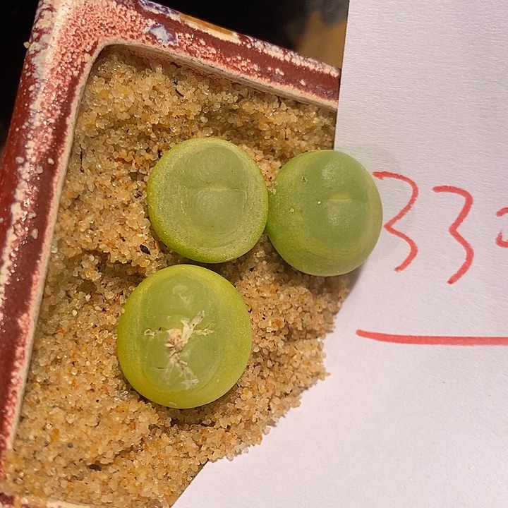 3305。  红皮大拉登一颗