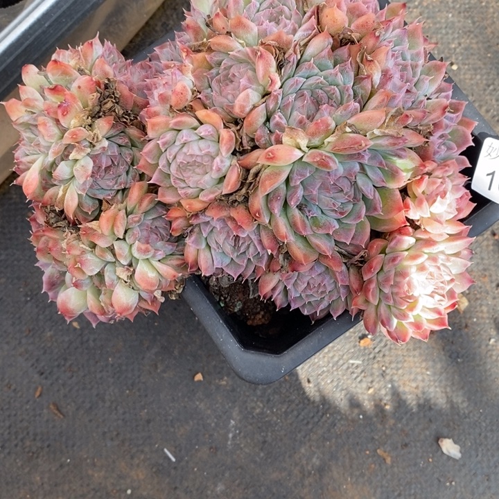 如***令1610散群特，15厘米