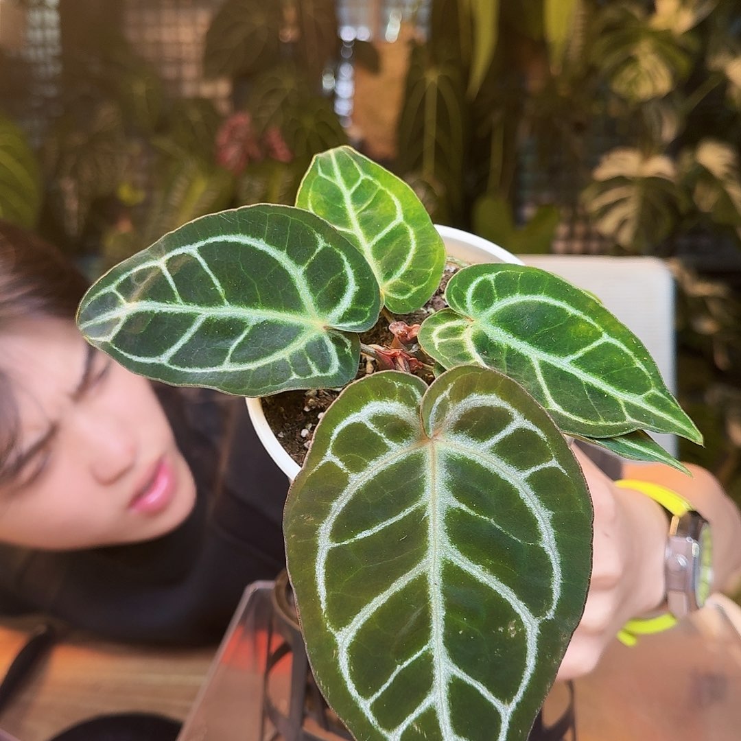 完全开放J10银色闪光杂红水晶