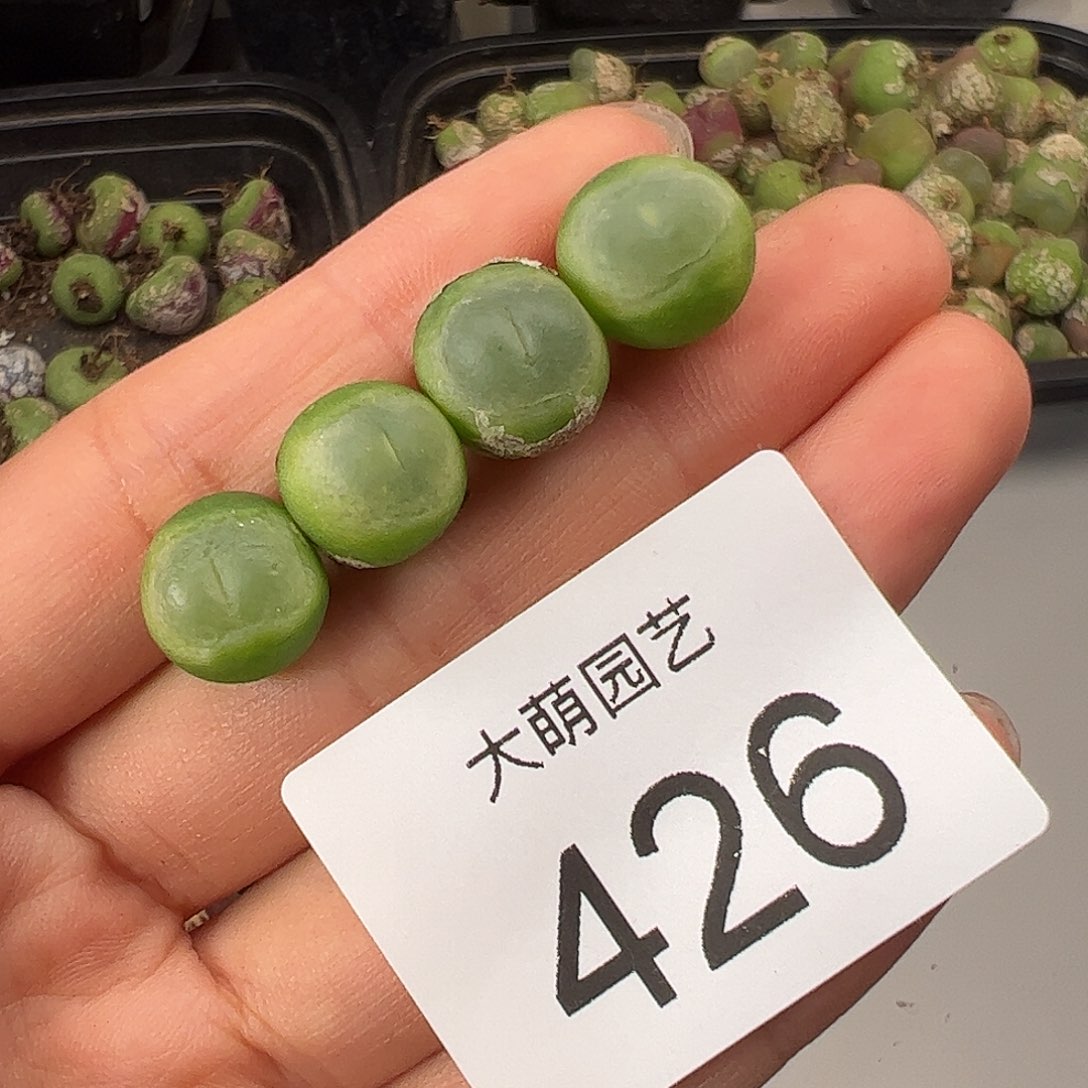 一物一拍             426