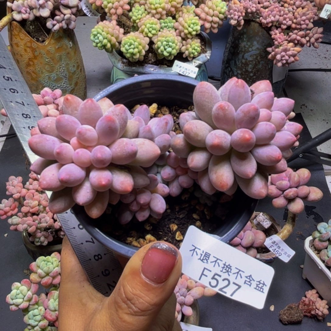 香水手指奶酪527/9cm