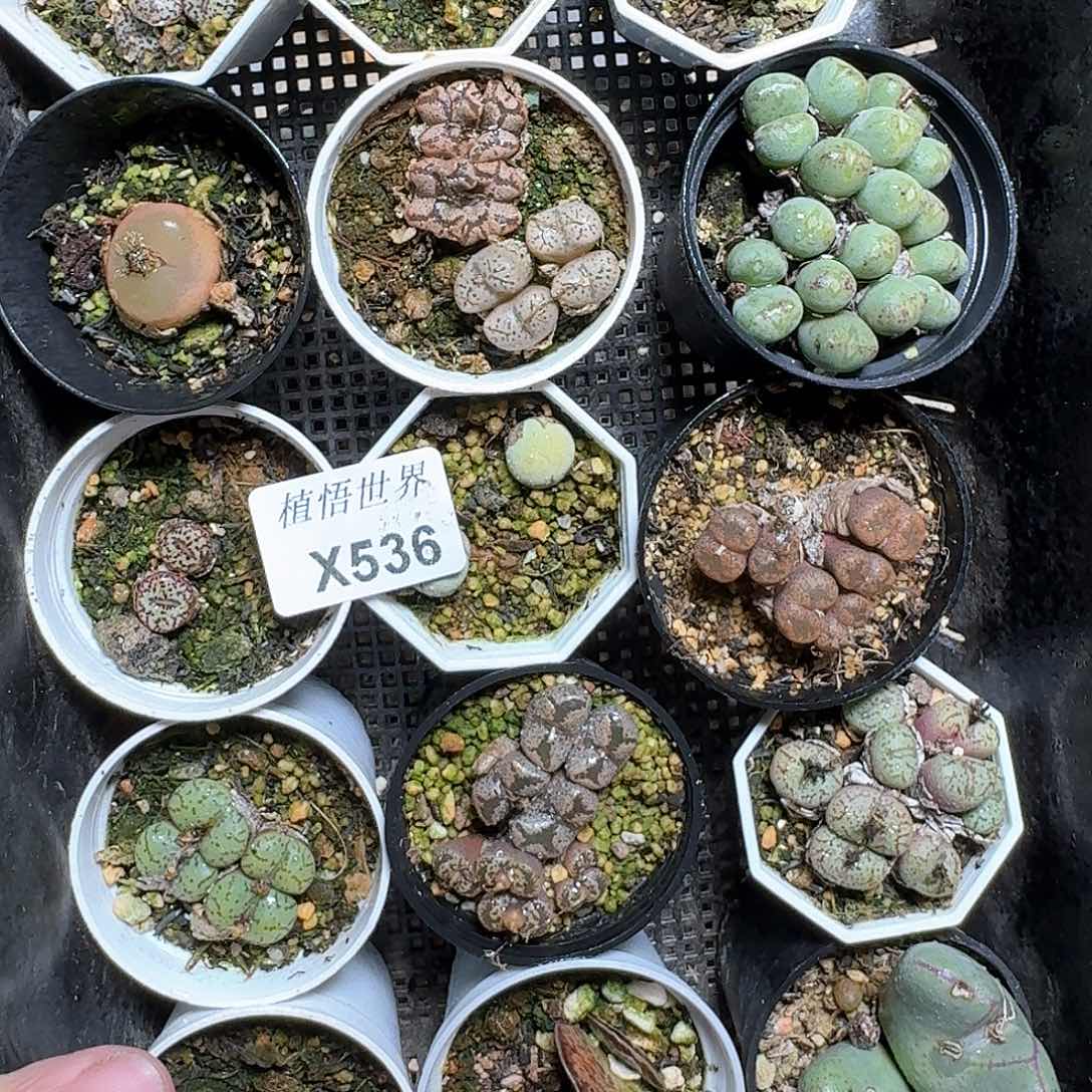 536盒多肉植物哇cv v h h