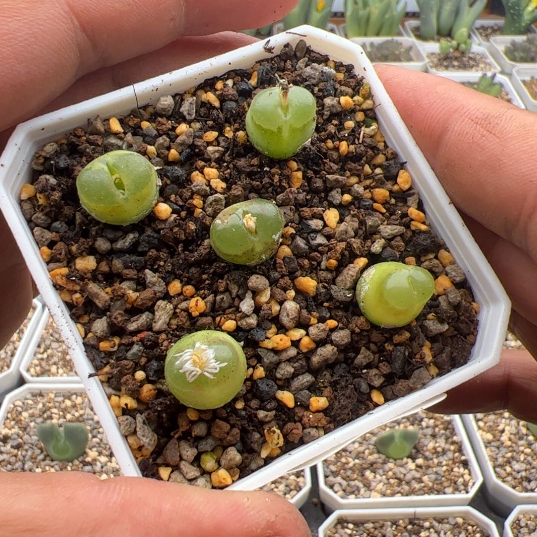 10.11雪茄多肉植物505