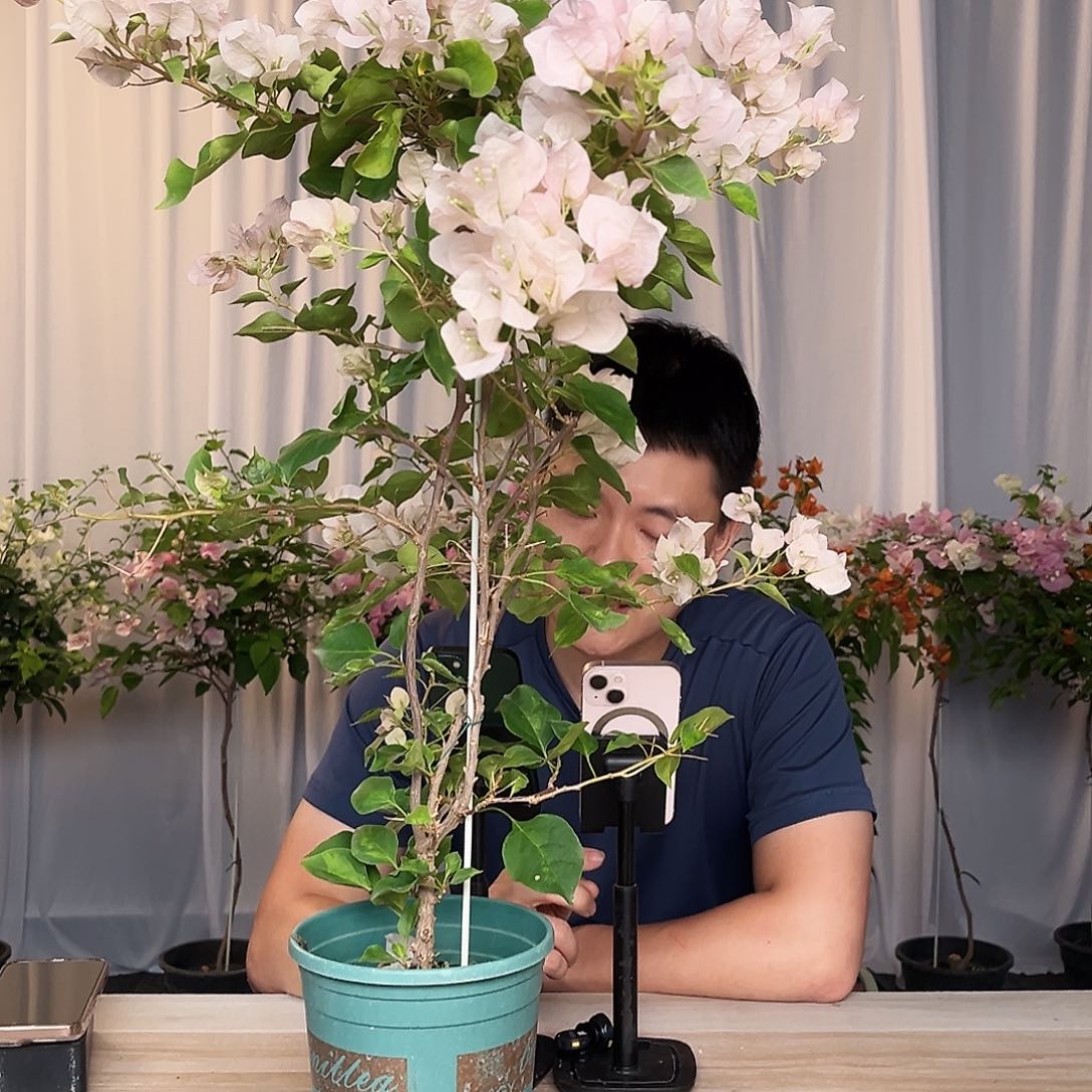 当前无花栽培后可以开花暗斑丽人带竹一颗