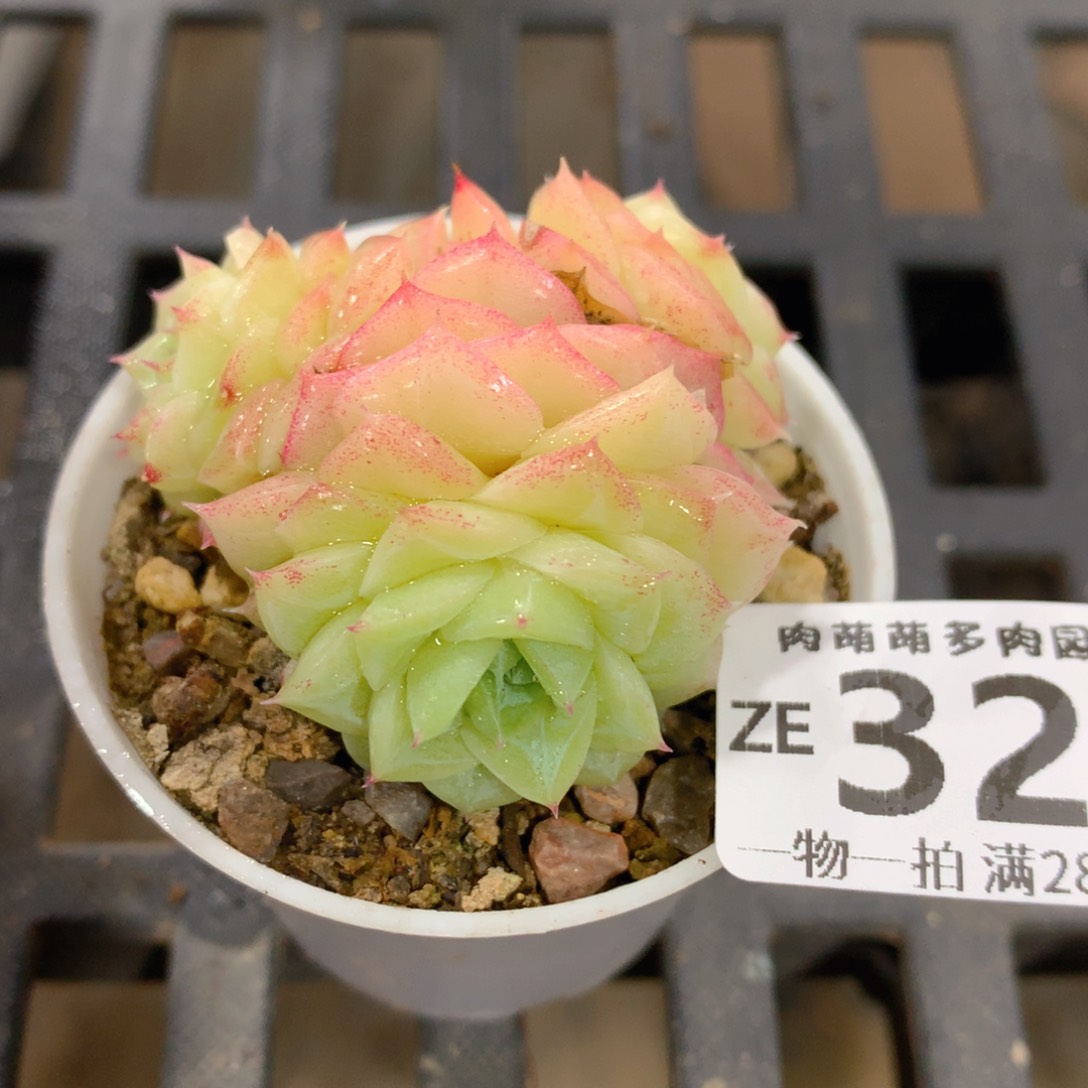 肉萌萌拇指盆精控多肉ZE327