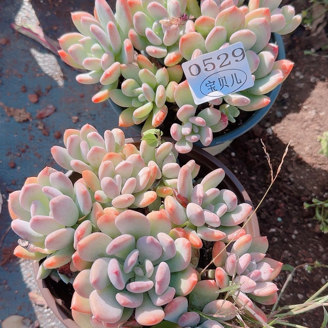 小***溪0529号晚上去买东西不