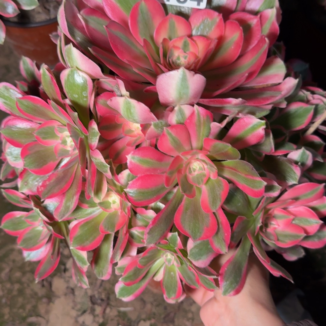 5184女郎多肉植物