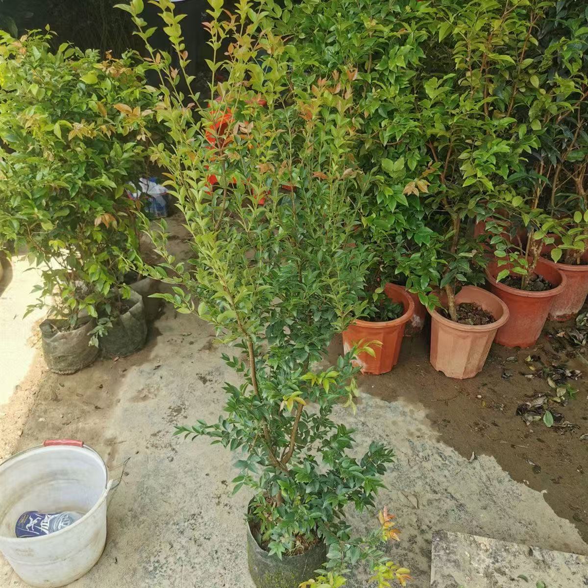 (顺丰包邮)嘉宝果苗