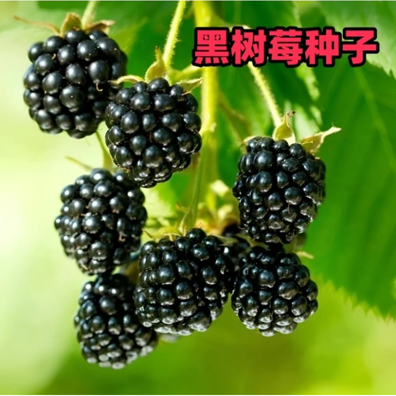 【黑树莓种子】家庭阳台盆栽地栽四季种植阳台盆栽小院种植简单